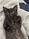 adoptable Cat in , AL named _Duchess