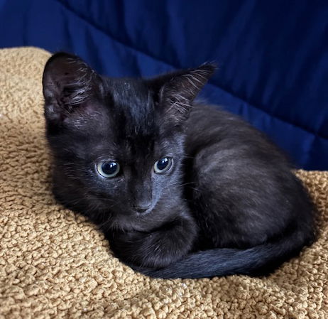 adoptable Cat in Magnolia Springs, AL named Elizabeth Taylor