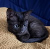 adoptable Cat in , AL named Elizabeth Taylor