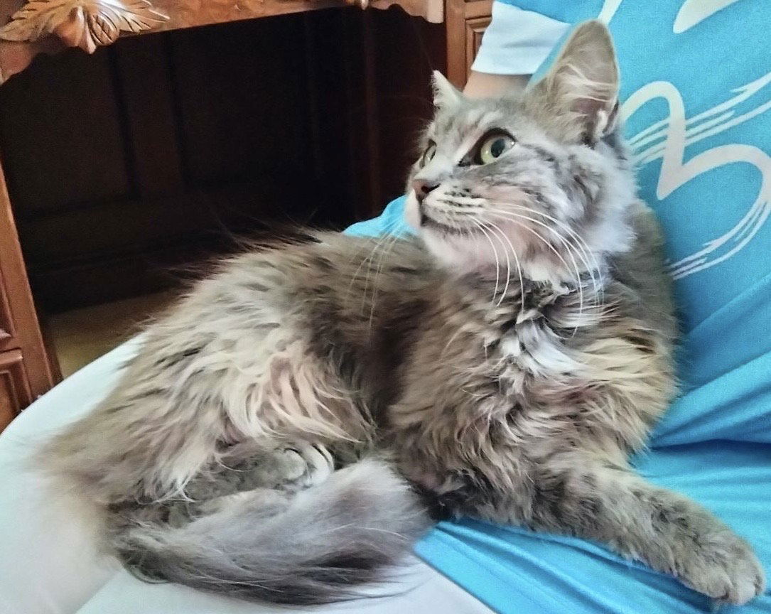 adoptable Cat in Magnolia Springs, AL named Blossom