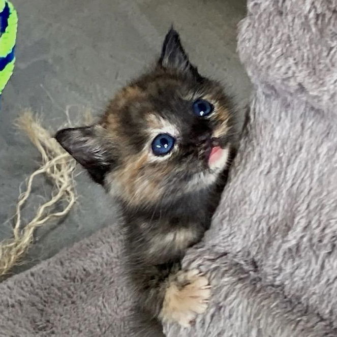 adoptable Cat in Magnolia Springs, AL named Susie-Q