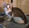 adoptable Cat in  named Johanna