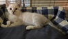 adoptable Cat in magnolia springs, AL named Jonathan