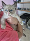 adoptable Cat in , AL named Phoenix
