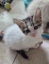 adoptable Cat in  named Phillippa
