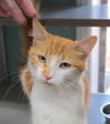 adoptable Cat in  named Patricia