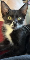 adoptable Cat in , AL named Merlyn