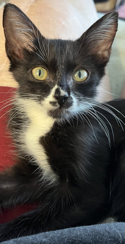 picture of the cat needing adoption