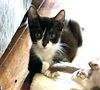 adoptable Cat in , AL named Dewie