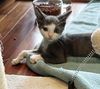 adoptable Cat in , AL named Dandie