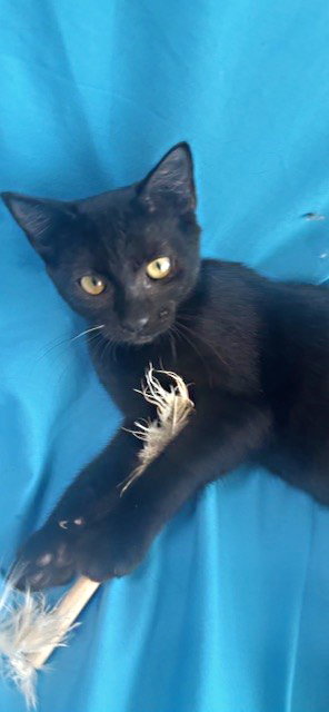 picture of the cat needing adoption