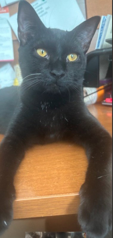 NEBULA - Bombay available for adoption