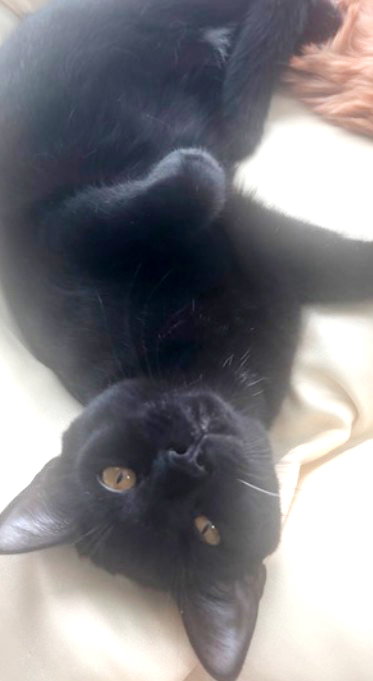 NEBULA - Bombay available for adoption