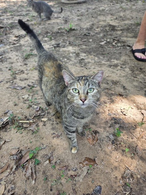 DOT - Calico / Domestic Short Hair available for adoption