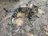 Shaka - Photo 3