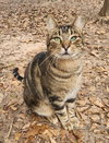 Shaka - Photo 4