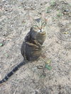 Shaka - Photo 5