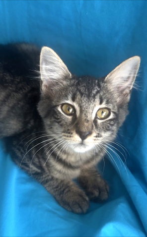 picture of the cat needing adoption
