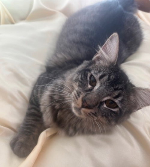 ANDROMEDA - Tabby available for adoption