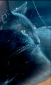 Pulsar - Photo 1
