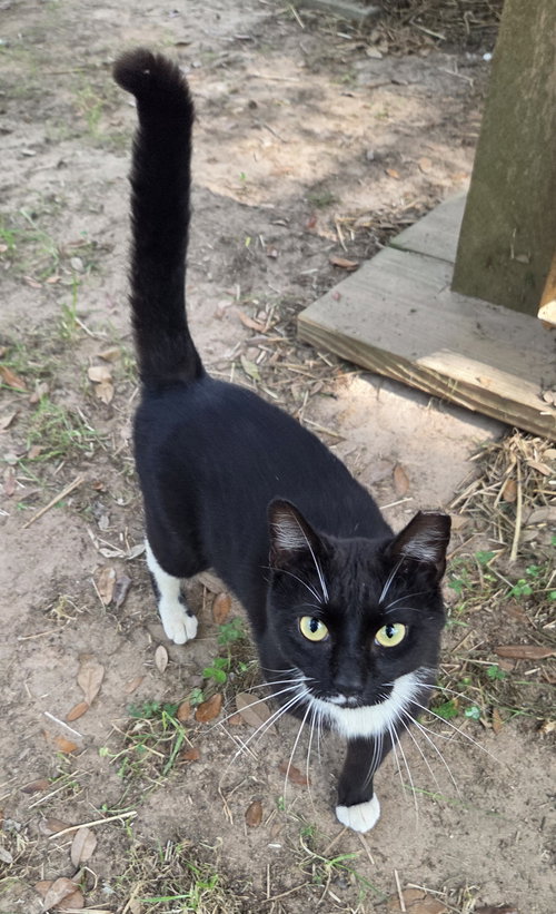 RIDER - Tuxedo / Domestic Short Hair available for adoption