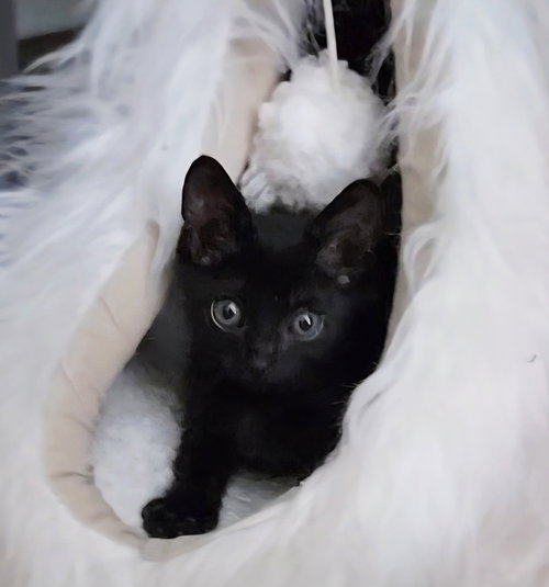 picture of the cat needing adoption