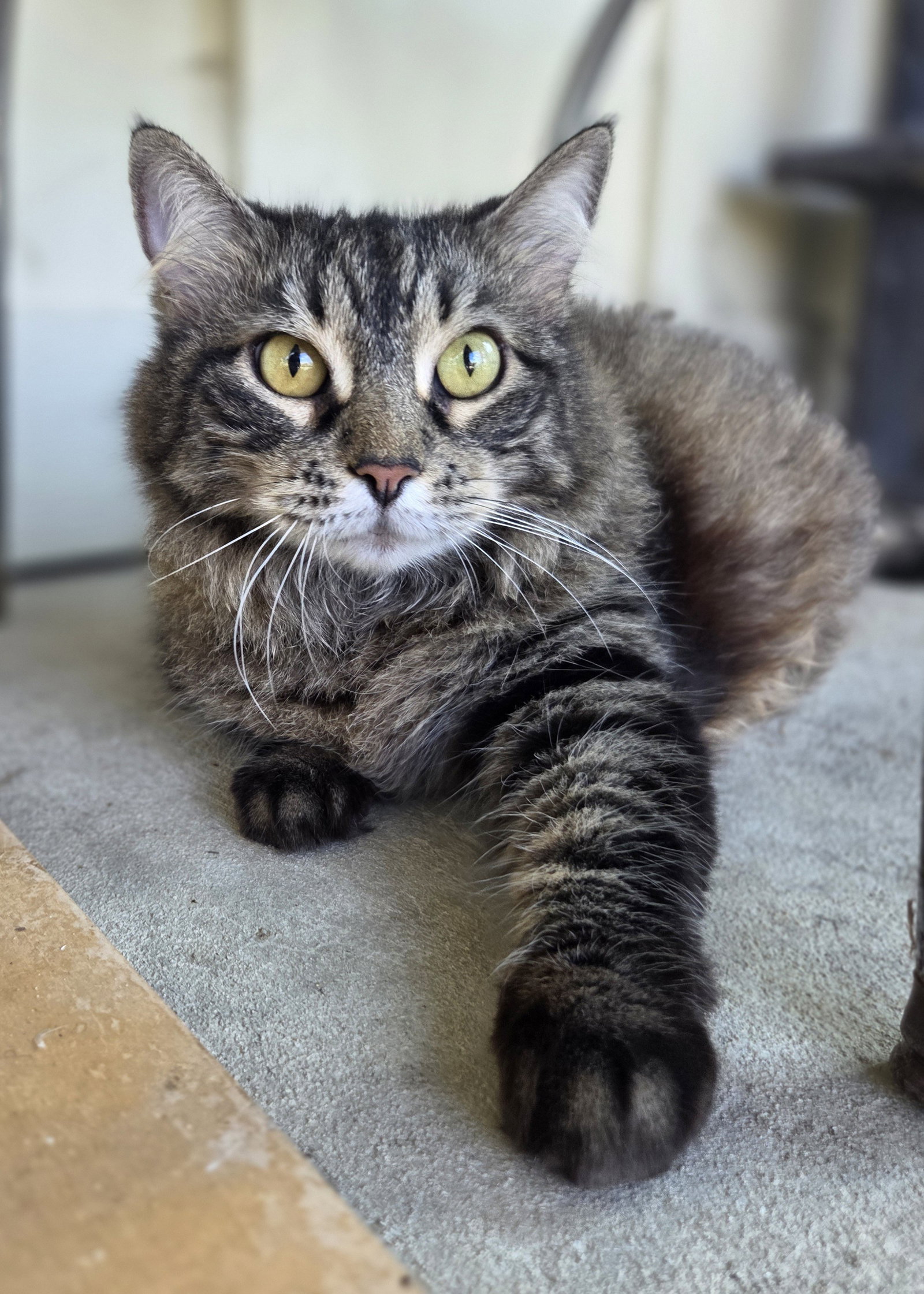 Tabby Image