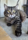 Tabby - Photo 1