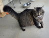 Tabby - Photo 2