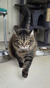 Tabby - Photo 3