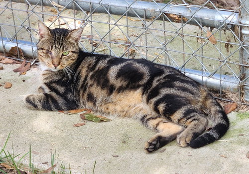 CRABBY PANTS - Tabby / Domestic Short Hair available for adoption