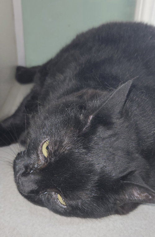 picture of the cat needing adoption