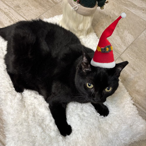 picture of the cat needing adoption