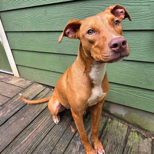 picture of the dog needing adoption