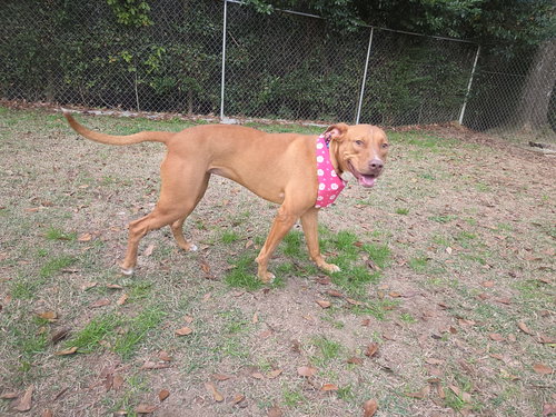 TINA - Vizsla / Pit Bull Terrier available for adoption