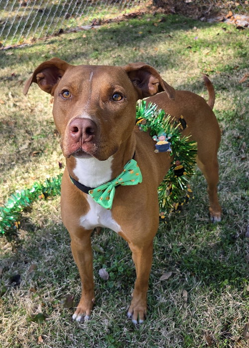 TINA - Vizsla / Pit Bull Terrier available for adoption