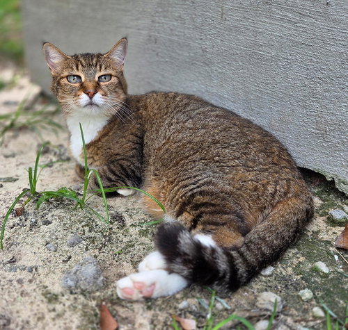 SARAH - Domestic Short Hair / Tabby available for adoption
