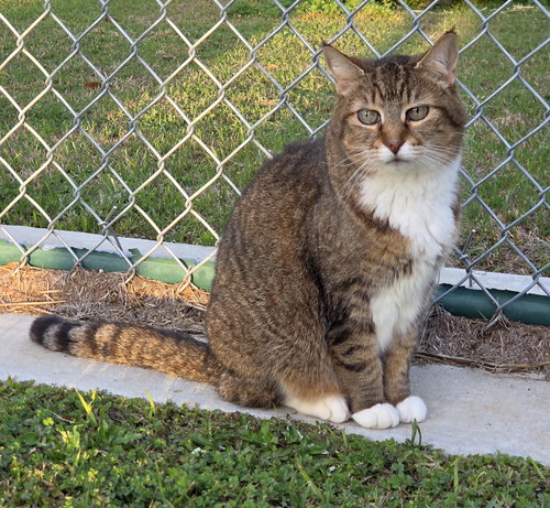 picture of the cat needing adoption