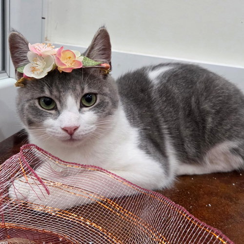 picture of the cat needing adoption