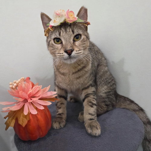 picture of the cat needing adoption