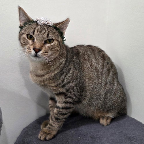 picture of the cat needing adoption