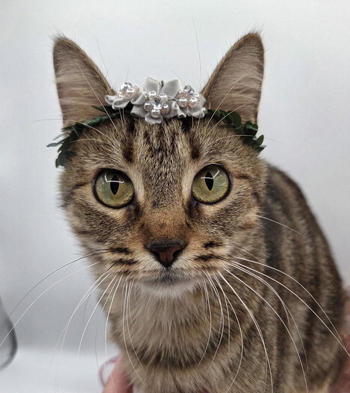 picture of the cat needing adoption