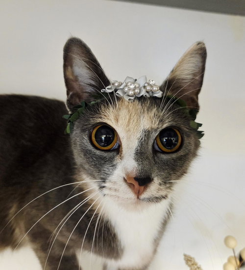 picture of the cat needing adoption