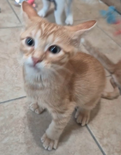 picture of the cat needing adoption