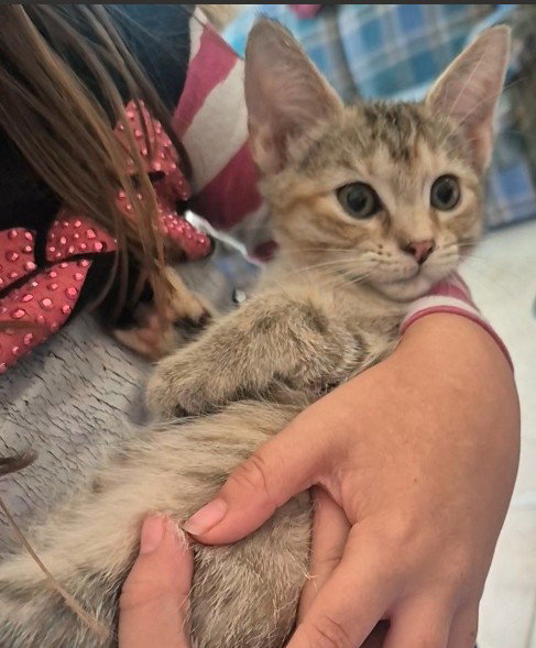 RENEE - Tabby / Domestic Short Hair available for adoption