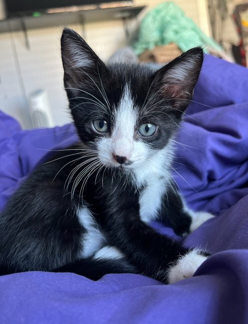 picture of the cat needing adoption
