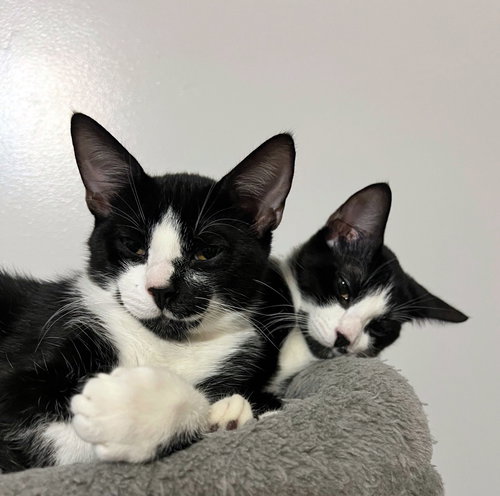 picture of the cat needing adoption