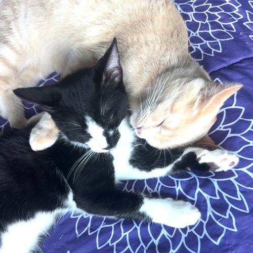 TAC - Tuxedo / Domestic Short Hair available for adoption