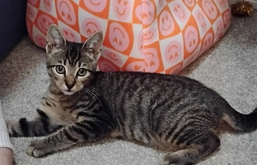 picture of the cat needing adoption