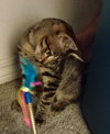 Hitch - Photo 2